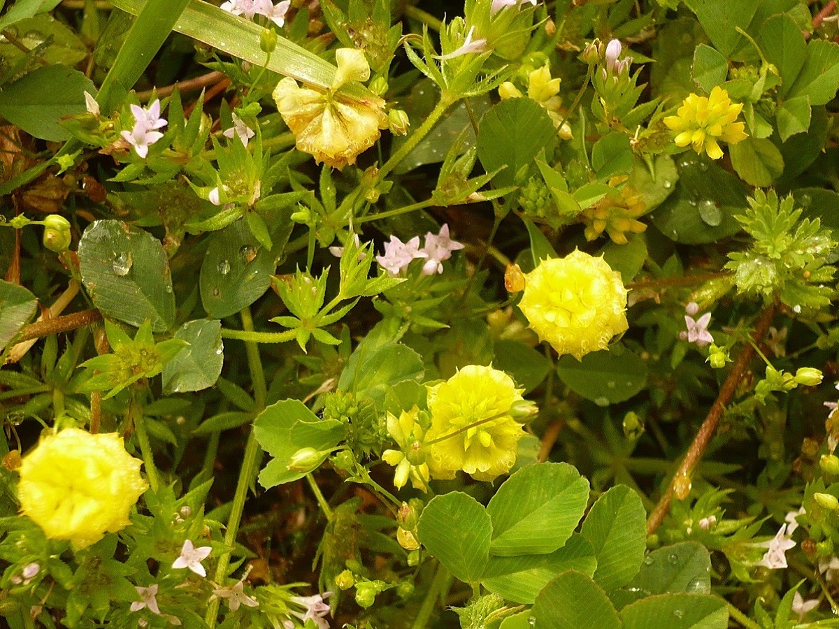 Trifolium campestre (Fabaceae)